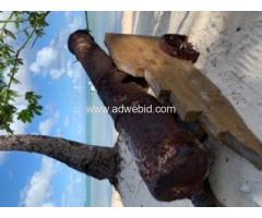 Dominican republic - Image 2