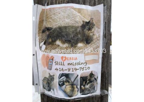 Missing CAT