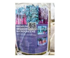 Premium Organic Micro-greens - Image 2