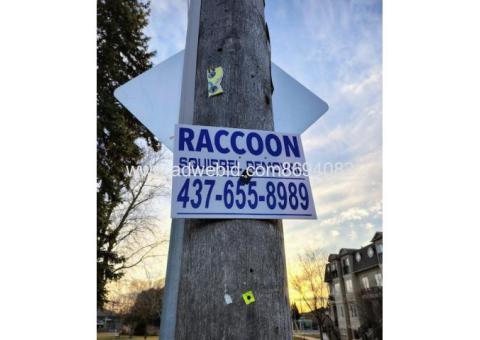 RACCOON removal