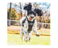 Dog's Best Friend - Image 3