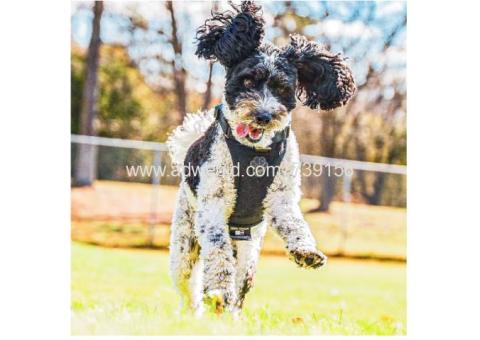 Your Dog's Best Friend